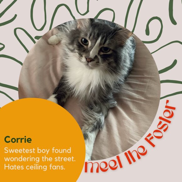 Meet the fosters! - Picture 6 of 15